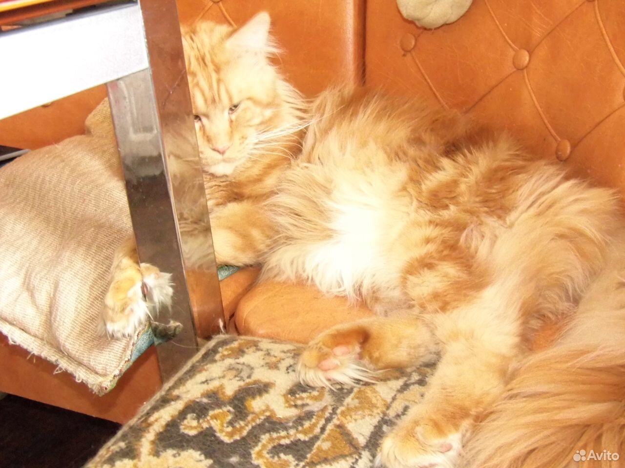 Котята Мейн Кун купить на Зозу.ру - фотография № 8