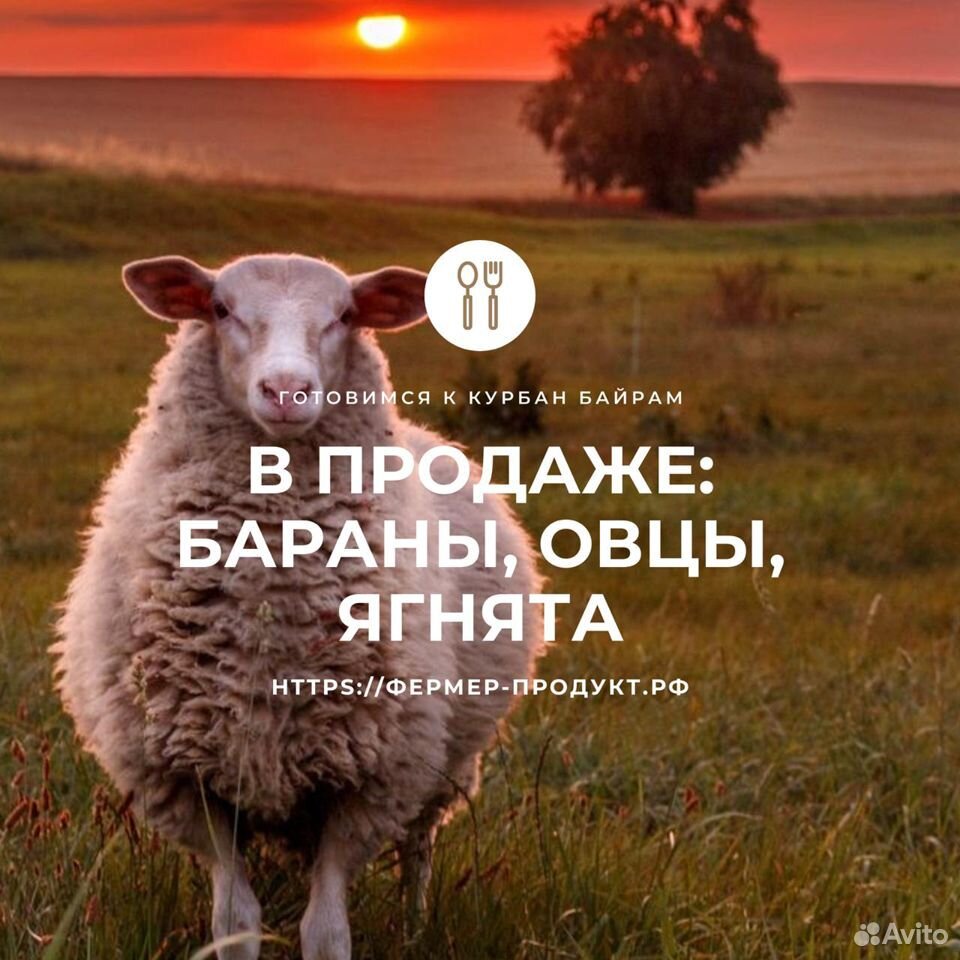 Бараны, овцы на Курбан-Байрам и другие цели купить на Зозу.ру - фотография № 2