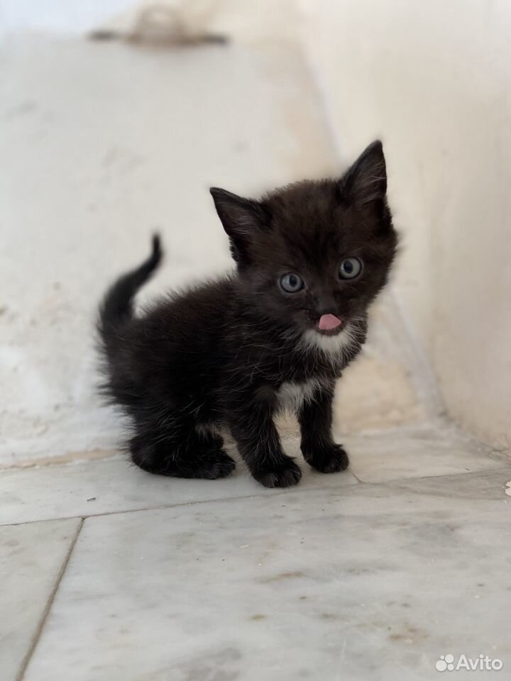 Котенок девочка 1,5 месяца купить на Зозу.ру - фотография № 4