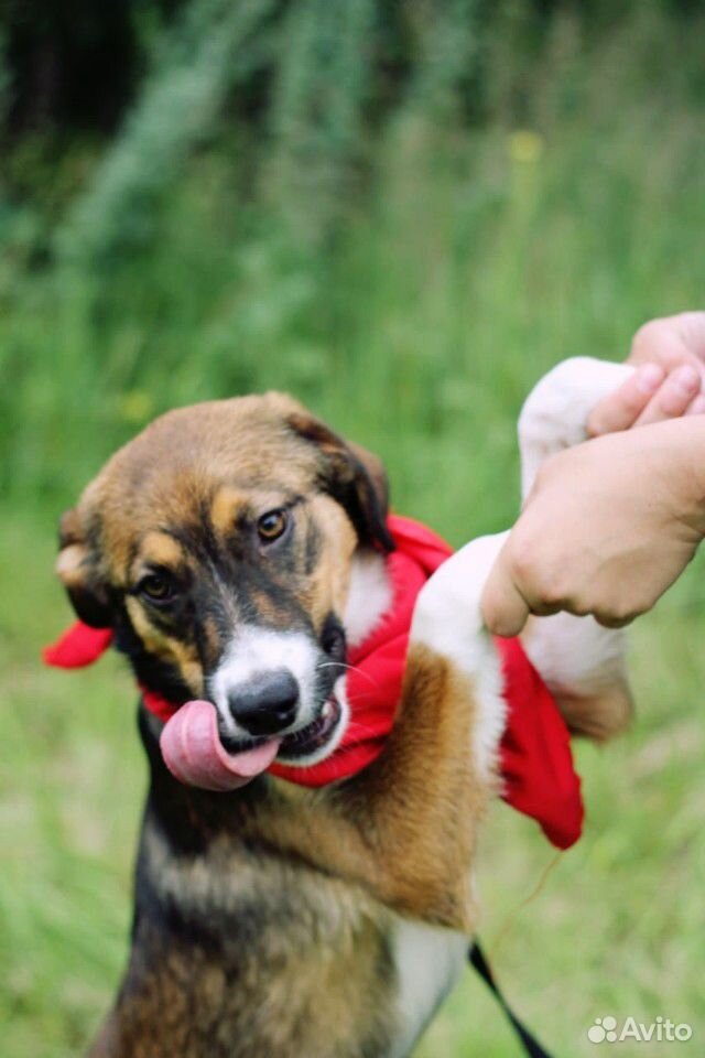 Красивый щенок Сёма в добрые руки купить на Зозу.ру - фотография № 3
