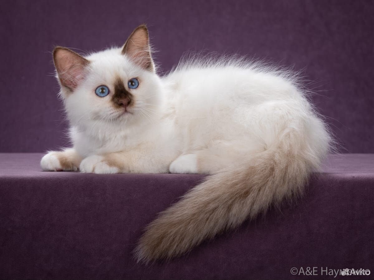 Продаётся котенок породы Священная Бирма купить на Зозу.ру - фотография № 2