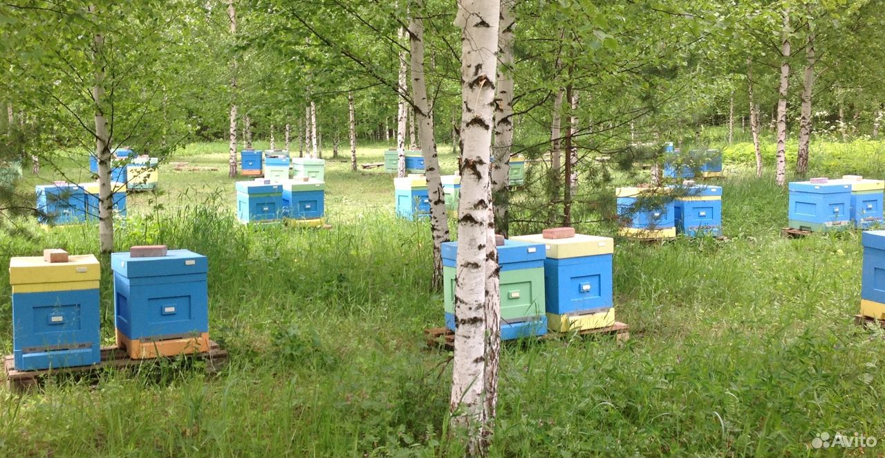 Продаем липовый мёд (Урожай 2020 года, Марий Эл) купить на Зозу.ру - фотография № 3