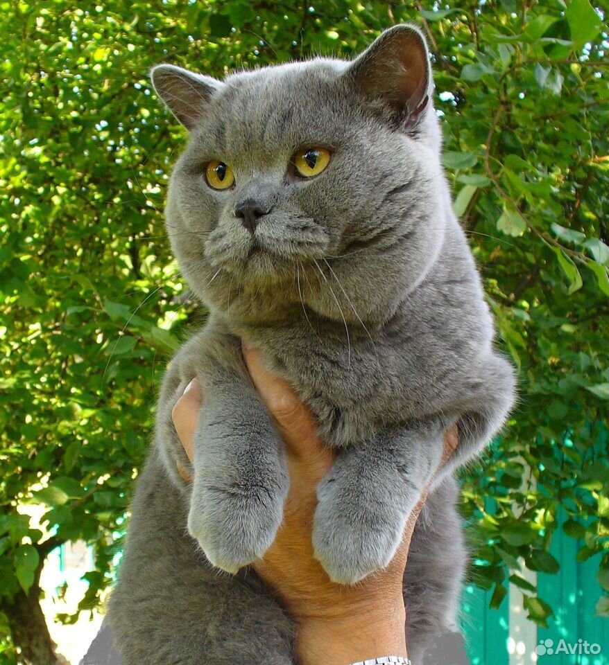 Продаются котята купить на Зозу.ру - фотография № 1
