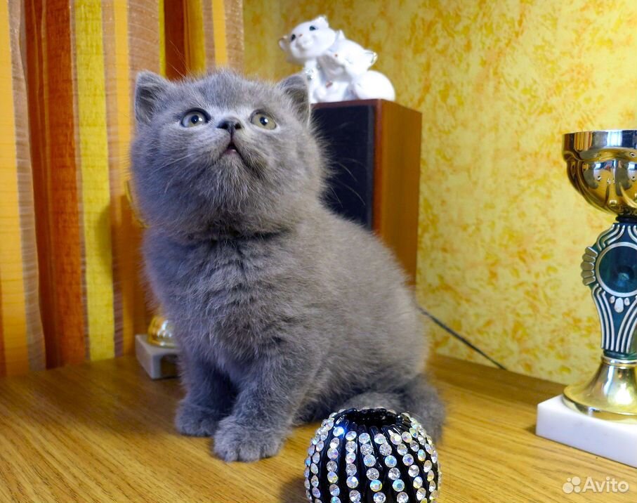 Продаются котята купить на Зозу.ру - фотография № 3