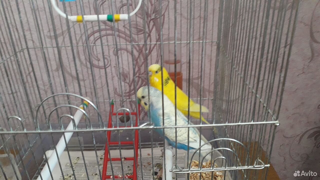 Волнистые молодые попугаи с клеткой купить на Зозу.ру - фотография № 2