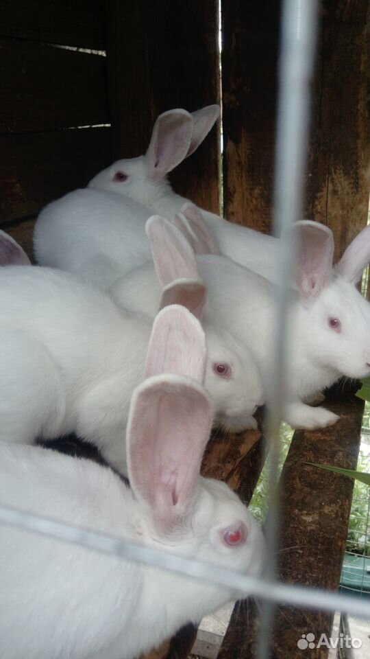 Кролики породы белый паннон купить на Зозу.ру - фотография № 2