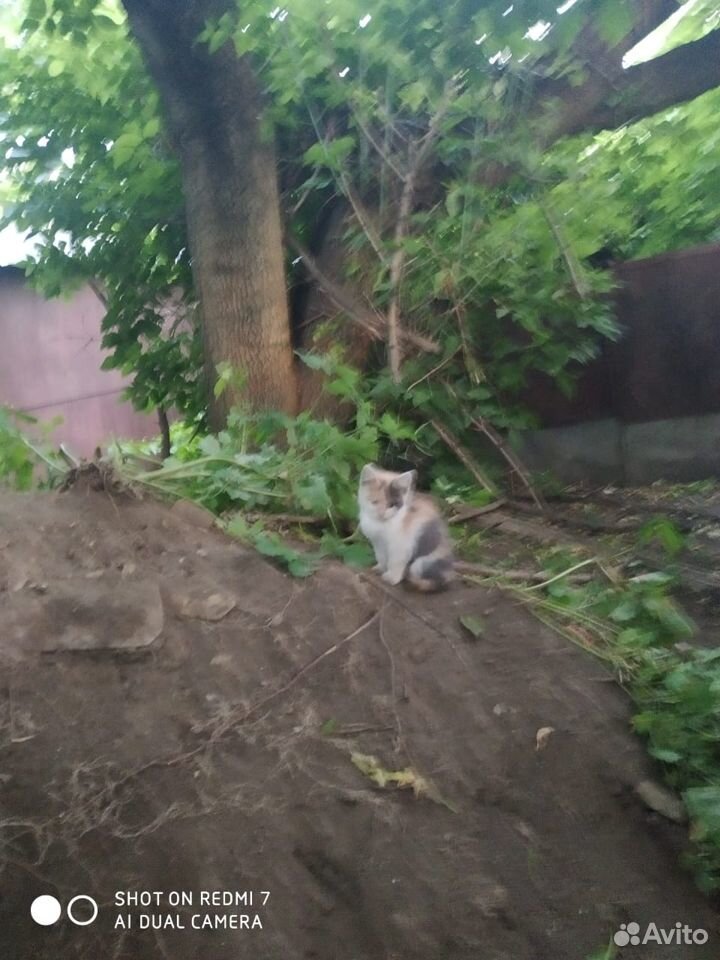 Котята ищут хозяев купить на Зозу.ру - фотография № 6