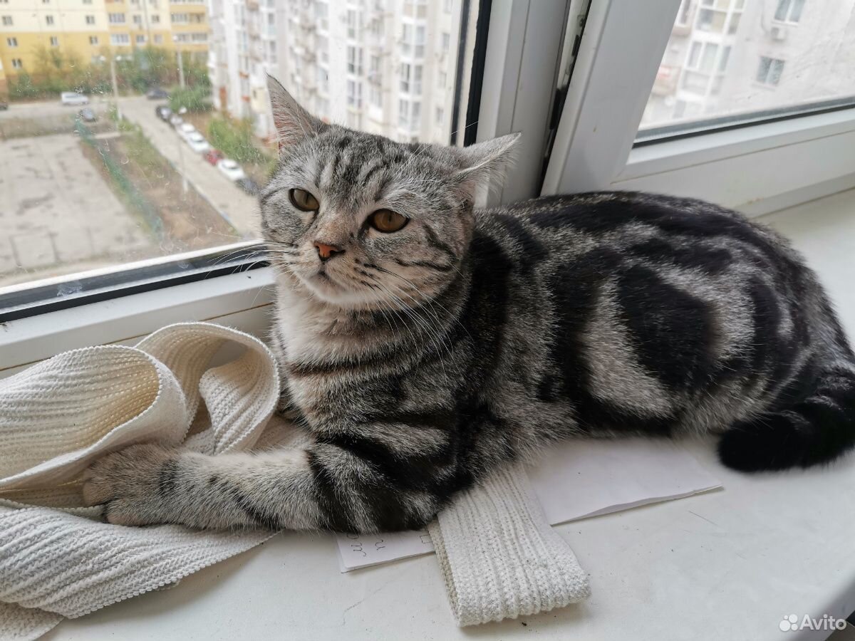 Кошка купить на Зозу.ру - фотография № 9