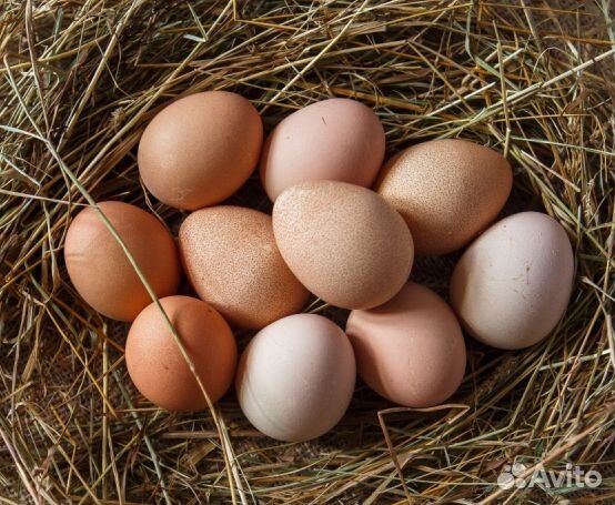 Яйцо цесарки инкубационное купить на Зозу.ру - фотография № 1