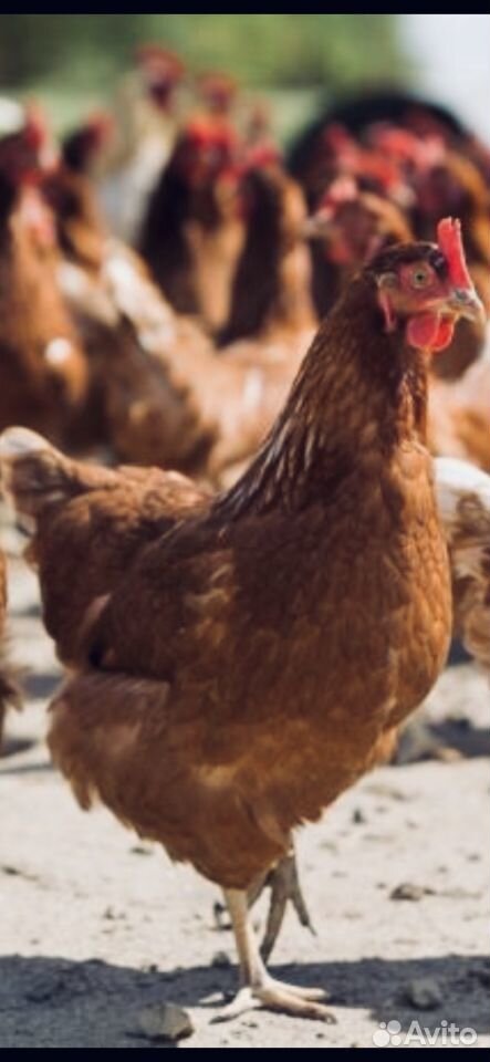 Курицы несушки Ломан Браун купить на Зозу.ру - фотография № 1