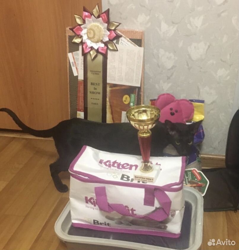 Черная ориентальная кошка с Дипломом купить на Зозу.ру - фотография № 3