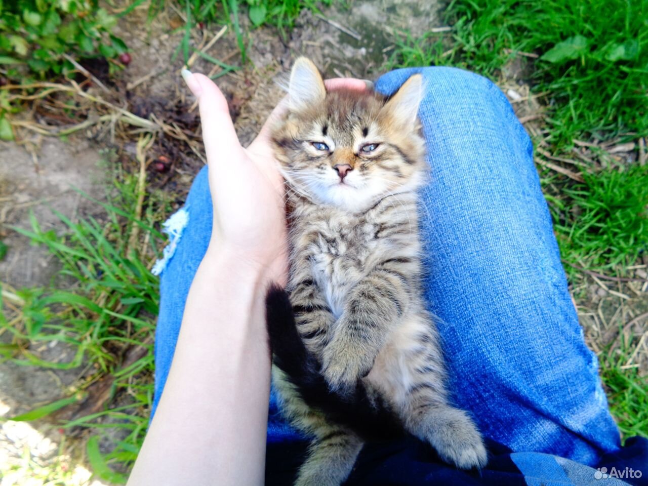 Котенок в добрые руки купить на Зозу.ру - фотография № 2