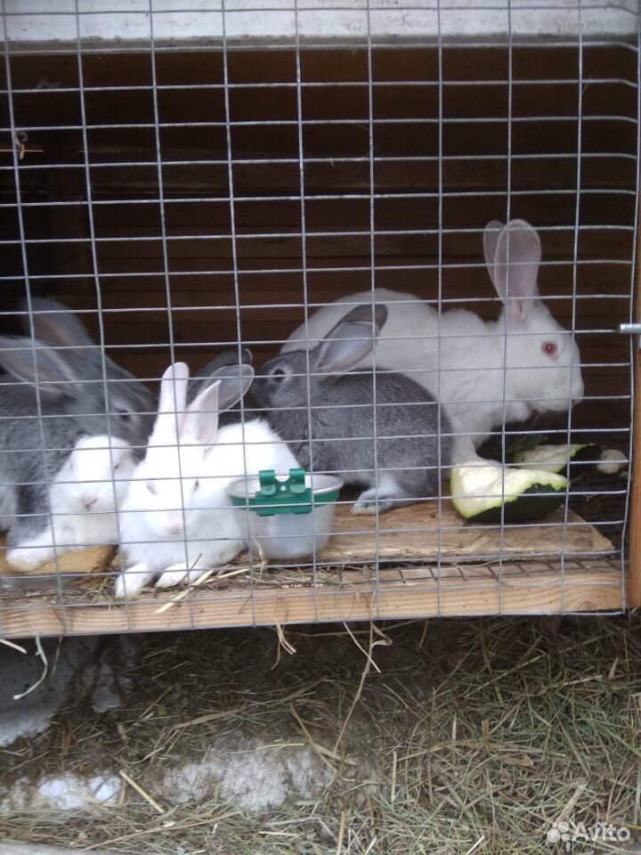 Кролики домашние купить на Зозу.ру - фотография № 3