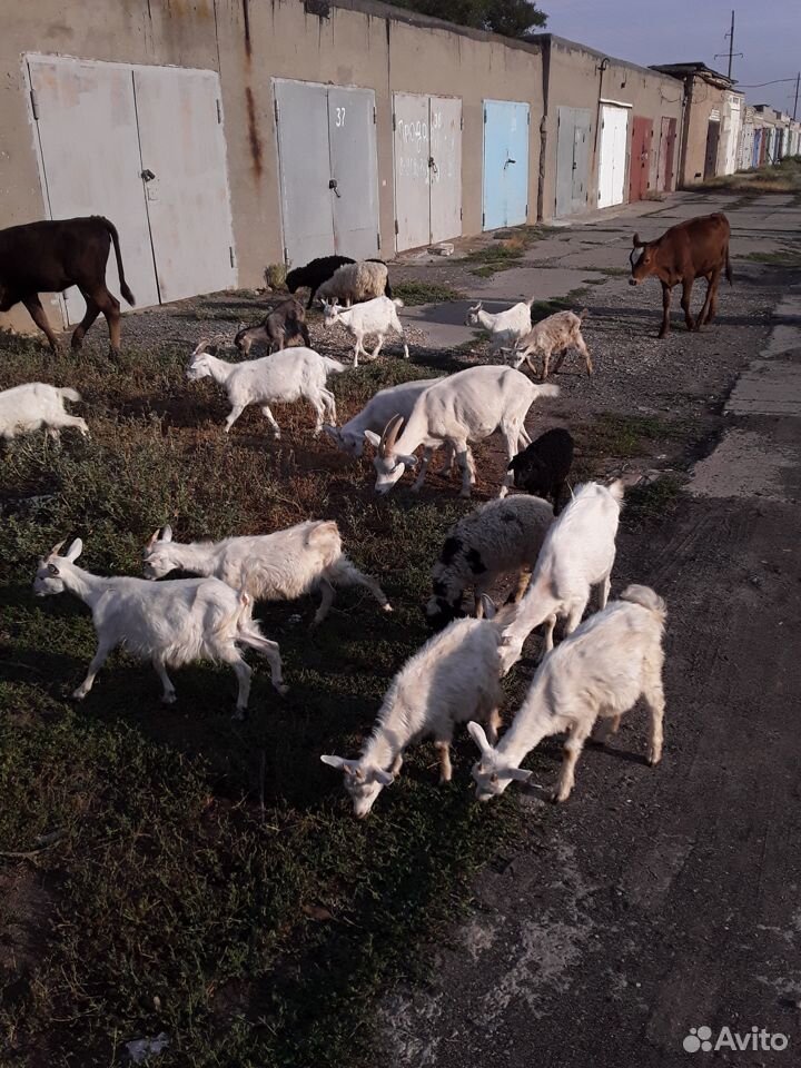 Домашние козы купить на Зозу.ру - фотография № 3