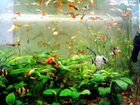 Рыбки аквариумные, растения объявление продам