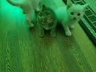 Котята (2 белых мальчика и 1 девочка) объявление продам