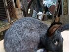 Кролики, мясо (тушка кроликов) объявление продам
