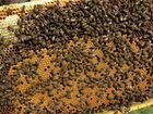 Пчелосемьи породы Карника объявление продам