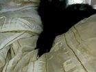 Красивые котята от британской кошки объявление продам