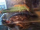 Черепашка с аквариум объявление продам