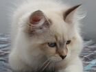 Невские маскарадные сибирские котята vk/GemPet объявление продам