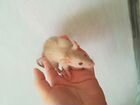Крысы крысята грызуны Дамбо Рекс сиамы корм объявление продам