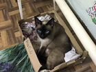 Помогите найти кошку объявление продам