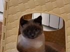 Кот тайская порода объявление продам
