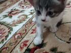 Котята от кошки породы канадский сфинкс объявление продам