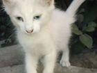 Кошечка с небесным цветом глаз объявление продам