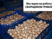 Vahta Ot Pryamyh Rabotodatelej Rabota V Moskve Svezhie Vakansii Poisk Personala Baza Rezyume Vakansii I Rezyume Avito