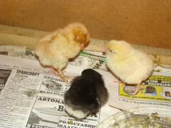 Цыплята суточные и старше - яйца на инкубацию