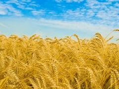 Пшеница ячмень овес дробленка комбикорм