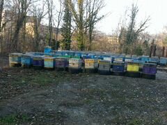 Продам маточники,плодные матки 2020 года.(пчелы)