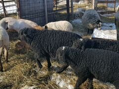 Овцы разных пород и возрастов