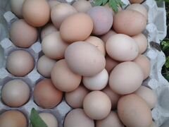 Цыплята и Инкубационное яйцо Породистых Кур