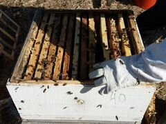 Пчелосемьи и пчелопакеты - Карпатка