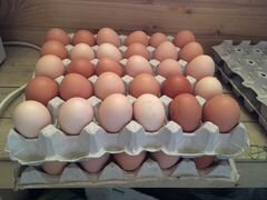 Яйца куриные со своего хозяйства