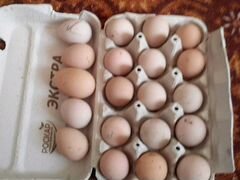 Яйца куриные для инкубации