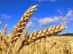 Зерно фуражное (пшеница, кормосмесь)