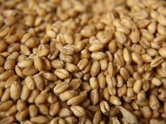 Продается пшеница продовольственная