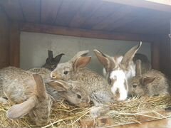 Продаются кролики различного возроста от французск