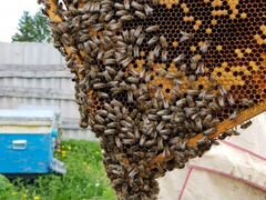 Пчелопакеты Среднерусской породы