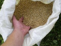 Пшеница ячмень овес и другие зерновые культуры уро