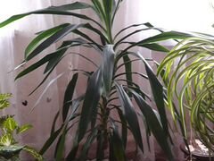 Комнатное растение 1 метр