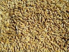 Пшеница, ячмень, кукуруза