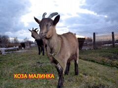 Чешская коза и козел. Нубийский козлик