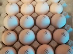 Инкубационное яйцо из Европы бойлеровкобб Росс
