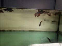 Петушок (Betta splendens) аквариумные рыбки