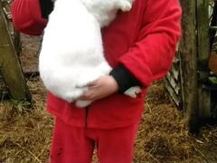 Продам крольчат белый панон возраст 2 месяца
